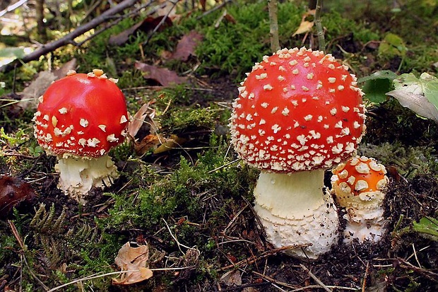 muchotrávka červená Amanita muscaria (L.) Lam.