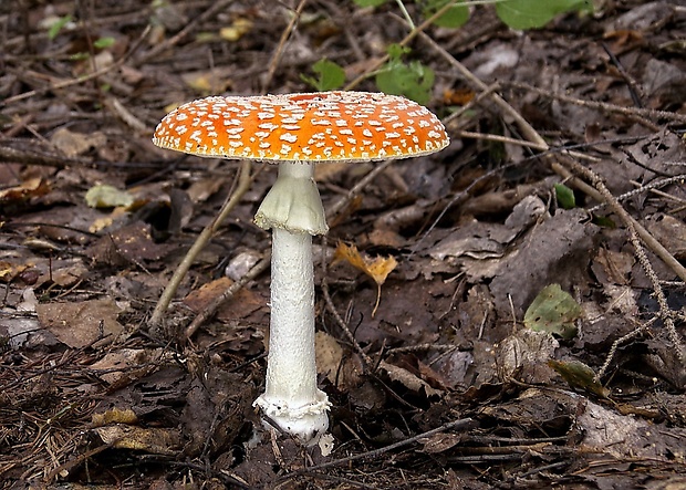 muchotrávka červená Amanita muscaria (L.) Lam.