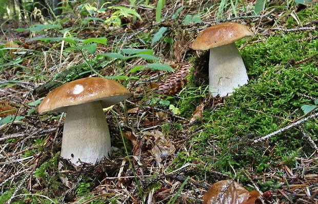 hríb smrekový Boletus edulis Bull.