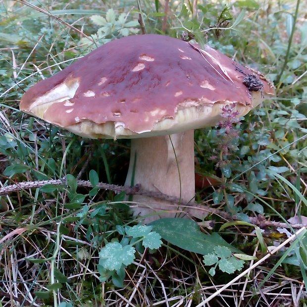 hríb smrekový Boletus edulis Bull.