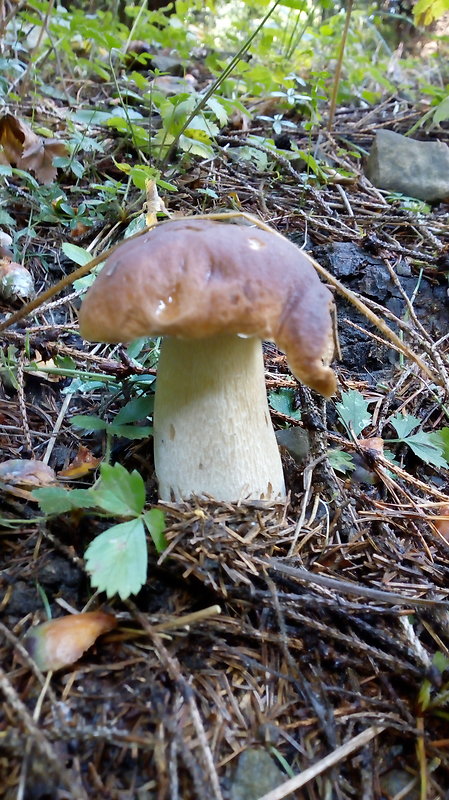 hríb smrekový Boletus edulis Bull.