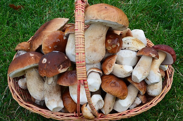 hríb Boletus sp.