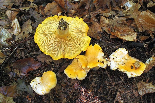 kuriatko jedlé Cantharellus cibarius Fr.