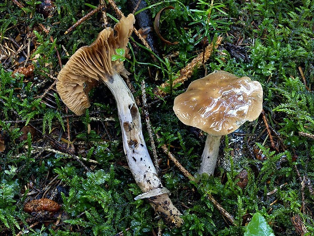 pavučinovec zanorený Cortinarius stillatitius Fr.