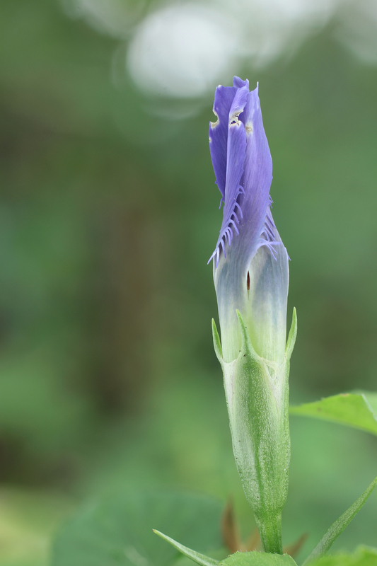 pahorec brvitý Gentianopsis ciliata (L.) Ma