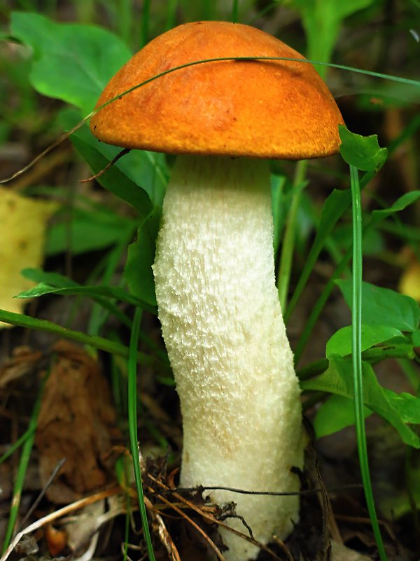 kozák osikový Leccinum albostipitatum den Bakker & Noordel.