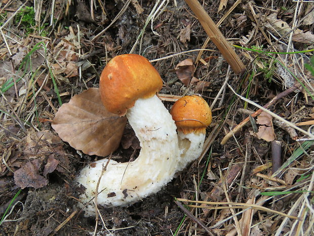 kozák osikový Leccinum albostipitatum den Bakker & Noordel.