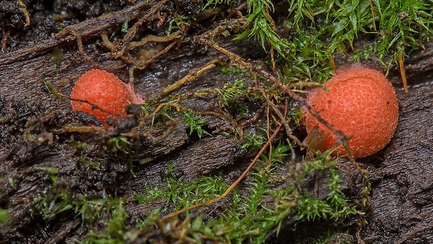 vlčinka Lycogala sp.