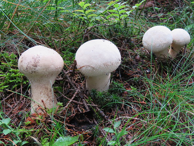 rozpadavec stopkatý Lycoperdon excipuliforme (Scop.) Pers.