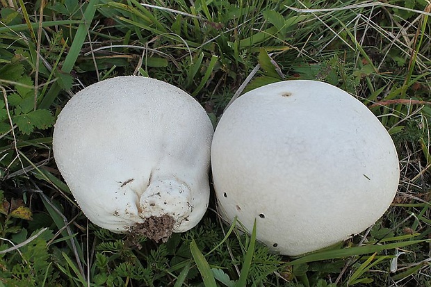 rozpadavec dlabaný Lycoperdon utriforme Bull.