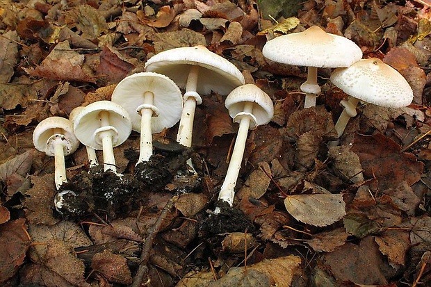 bedľa štíhla Macrolepiota mastoidea (Fr.) Singer