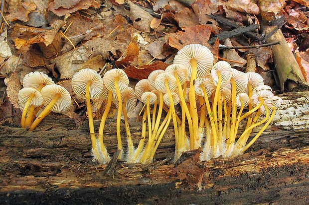 prilbička žltohlúbiková Mycena renati Quél.