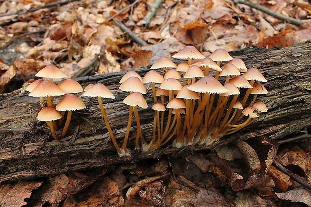 prilbička žltohlúbiková Mycena renati Quél.