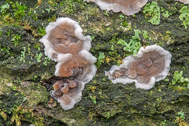 kornatka dubová Peniophora quercina (Pers.) Cooke