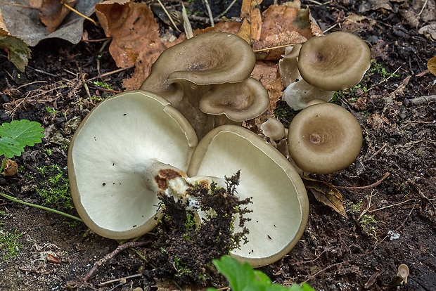 trúdnik tmavohlúbikový Royoporus badius (Pers.) A.B. De