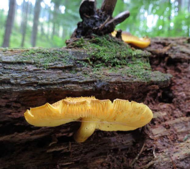 čírovec ozdobný Tricholomopsis decora (Fr.) Singer