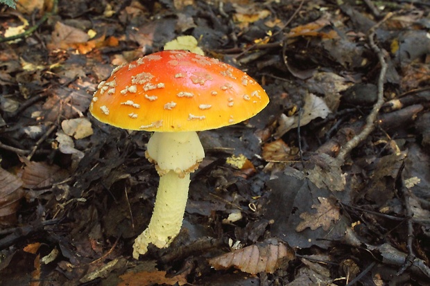 muchotrávka červená Amanita muscaria (L.) Lam.