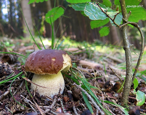 hríb smrekový Boletus edulis Bull.