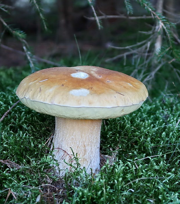 hríb smrekový Boletus edulis Bull.