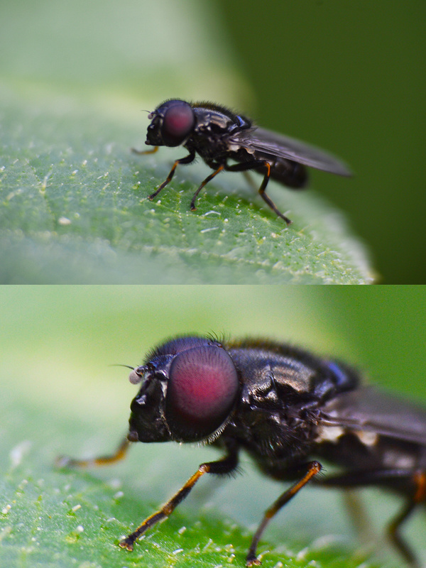 pestrica- samec Cheilosia vernalis  (Syrphidae)