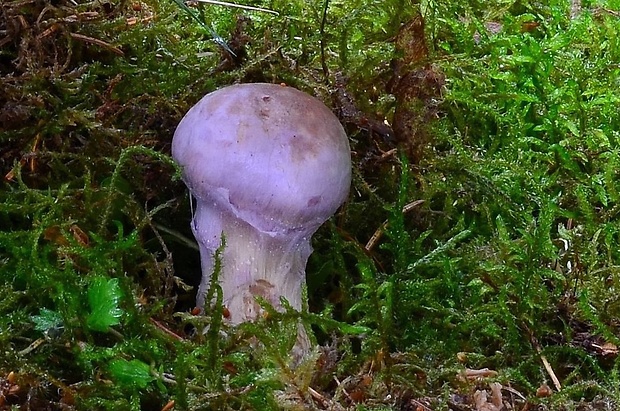 pavučinovec Cortinarius sp.