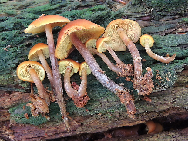 šupinovec strapkavý Gymnopilus sapineus (Fr.) Murrill