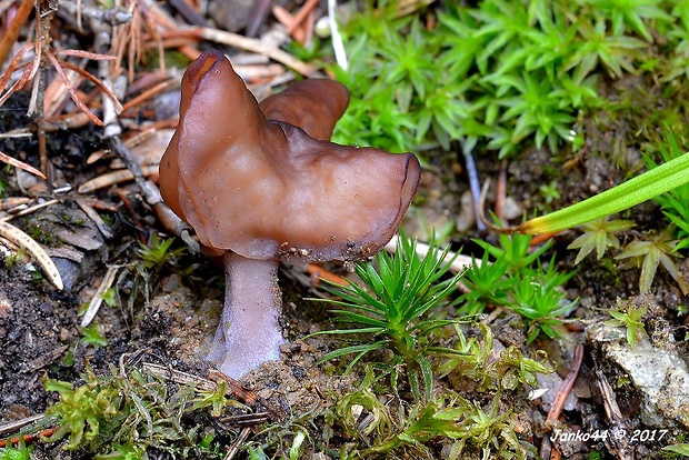 ušiak mitrovitý Gyromitra infula (Schaeff.) Quél.