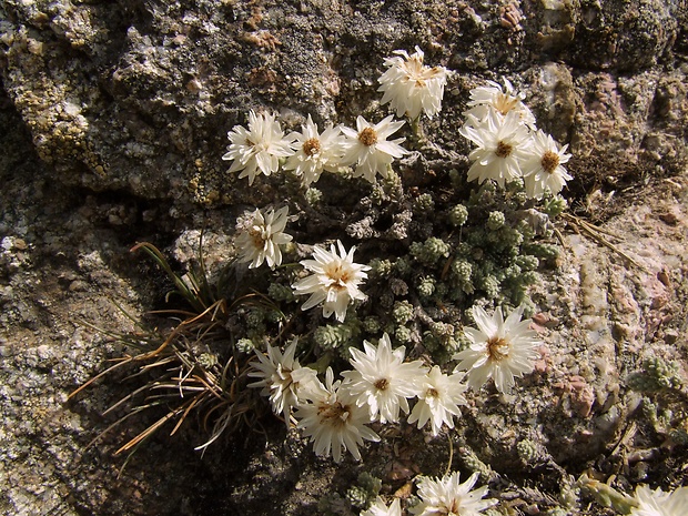 Helichrysum frigidum