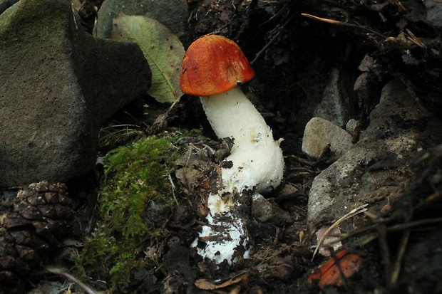 kozák osikový Leccinum albostipitatum den Bakker & Noordel.