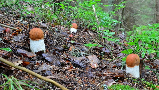 kozák osikový Leccinum albostipitatum den Bakker & Noordel.