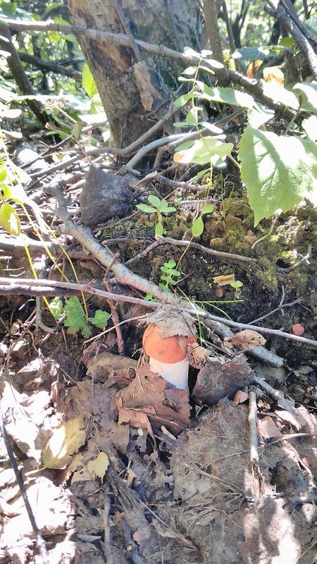 kozák osikový Leccinum albostipitatum den Bakker & Noordel.