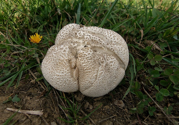 prášnica Lycoperdon sp.