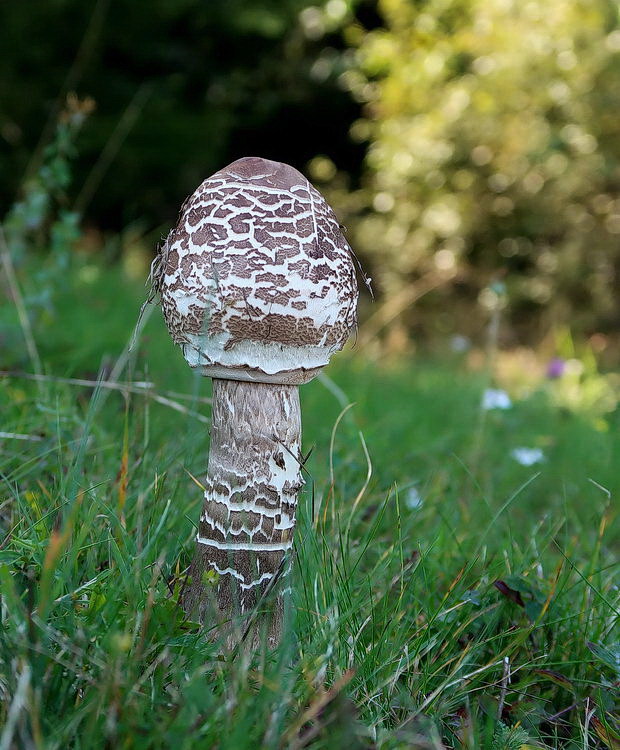 bedľa vysoká Macrolepiota procera (Scop.) Singer