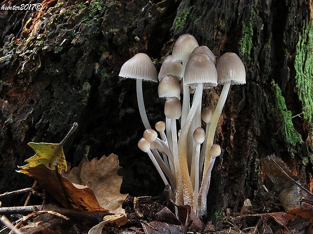 prilbička naklonená Mycena inclinata (Fr.) Quél.