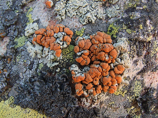 lekanora oranžová Rhizoplaca chrysoleuca (Sm.) Zopf