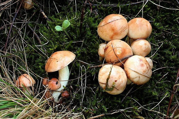 masliak zrnitý Suillus granulatus (L.) Roussel