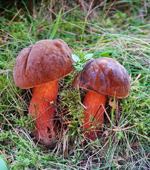 hríb zrnitohlúbikový Sutorius luridiformis (Rostk.) G. Wu & Zhu L. Yang