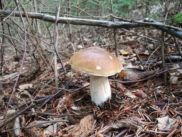 hríb smrekový Boletus edulis Bull.