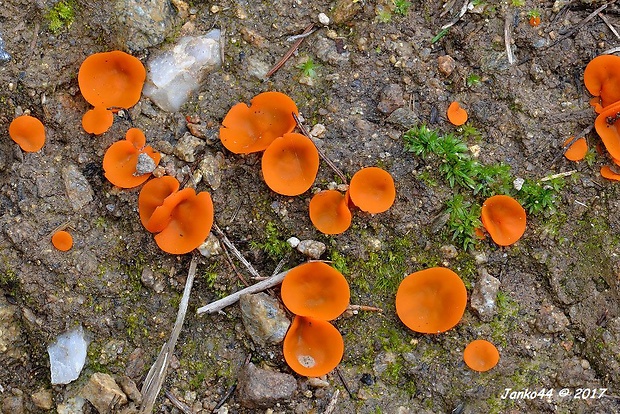 tanierovka oranžová Aleuria aurantia (Pers.) Fuckel