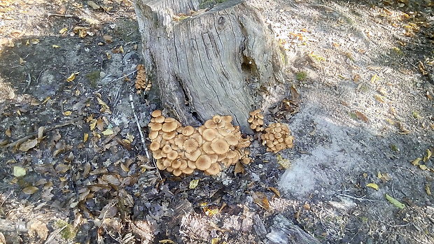 podpňovka bezprsteňová Armillaria socialis (DC.) Fayod