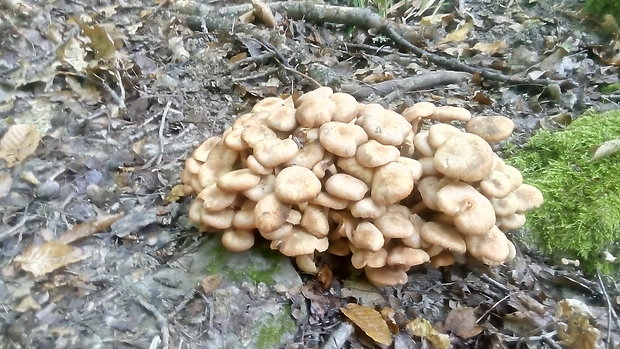 podpňovka bezprsteňová Armillaria socialis (DC.) Fayod