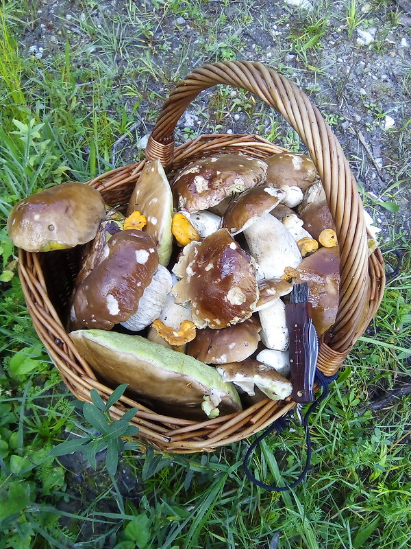 hríb smrekový Boletus edulis Bull.