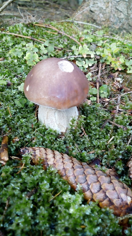 hríb smrekový Boletus edulis Bull.