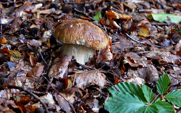 hríb smrekový Boletus edulis Bull.