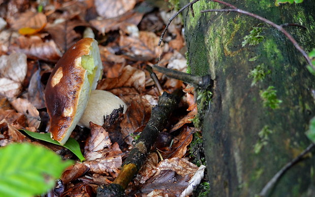 hríb smrekový Boletus edulis Bull.