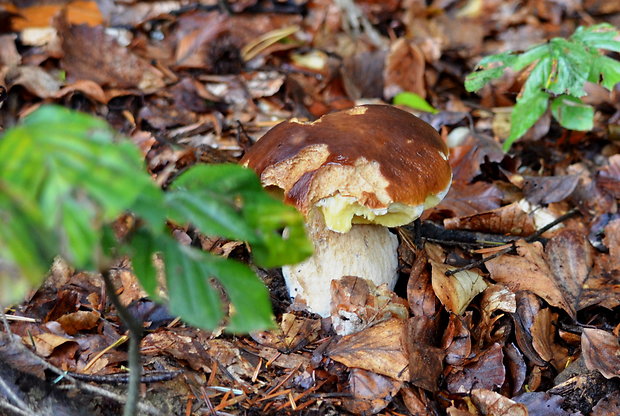 hríb smrekový Boletus edulis Bull.