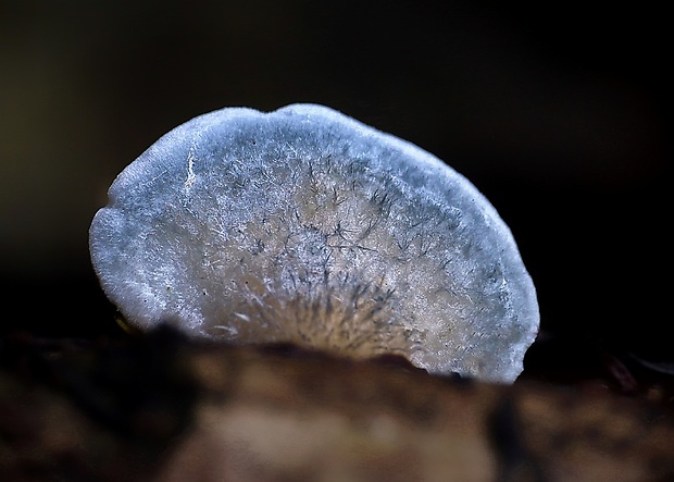 šťavnatec modrastý Cyanosporus caesius (Schrad.) McGinty