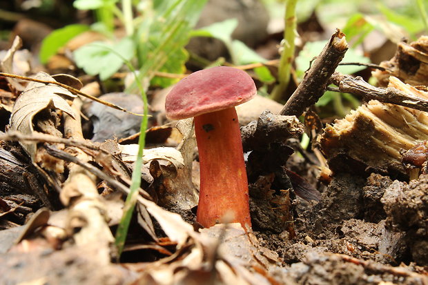 suchohríb karmínový Hortiboletus rubellus (Krombh.) Simonini, Vizzini & Gelardi