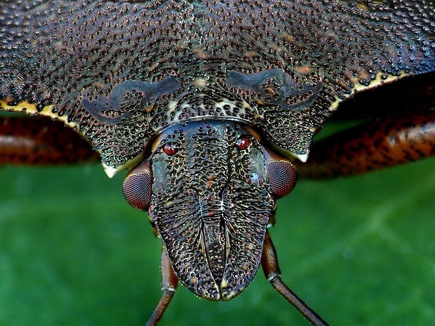 bzdocha červenonohá (sk) / kněžice rudonohá (cz) Pentatoma rufipes Linnaeus, 1758