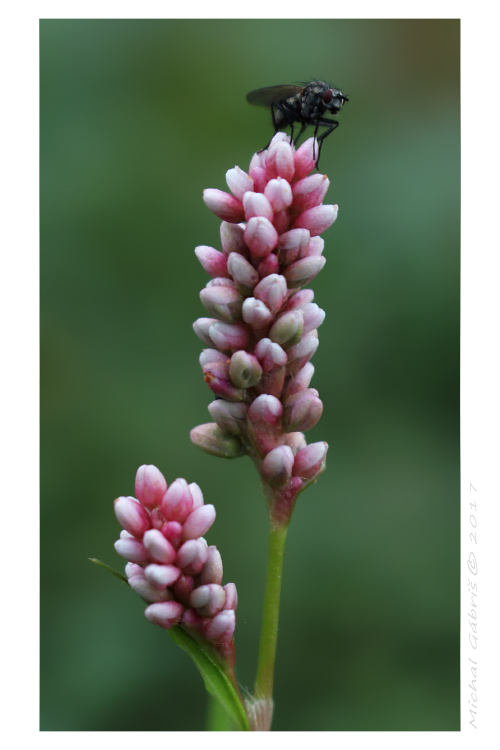 horčiak broskyňolistý Persicaria maculosa S. F. Gray